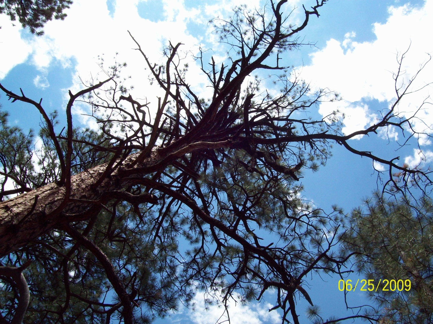 Gorham Scout Ranch
              Cimmaron New Mexico